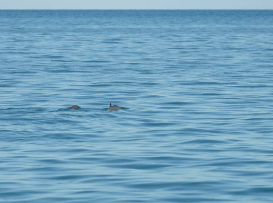 Vaquita